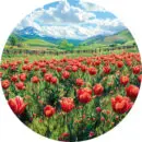 Деревянный пазл "Поле тюльпанов", 30см, 220 деталей